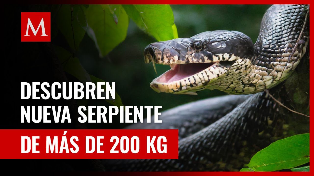 ¡Increíble! Descubren anaconda verde gigante en la selva Amazónica