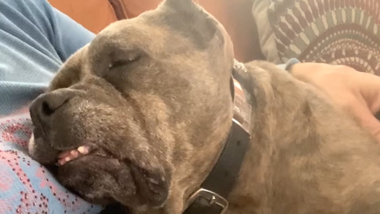 Rescue dog starts crying when mom stops loving