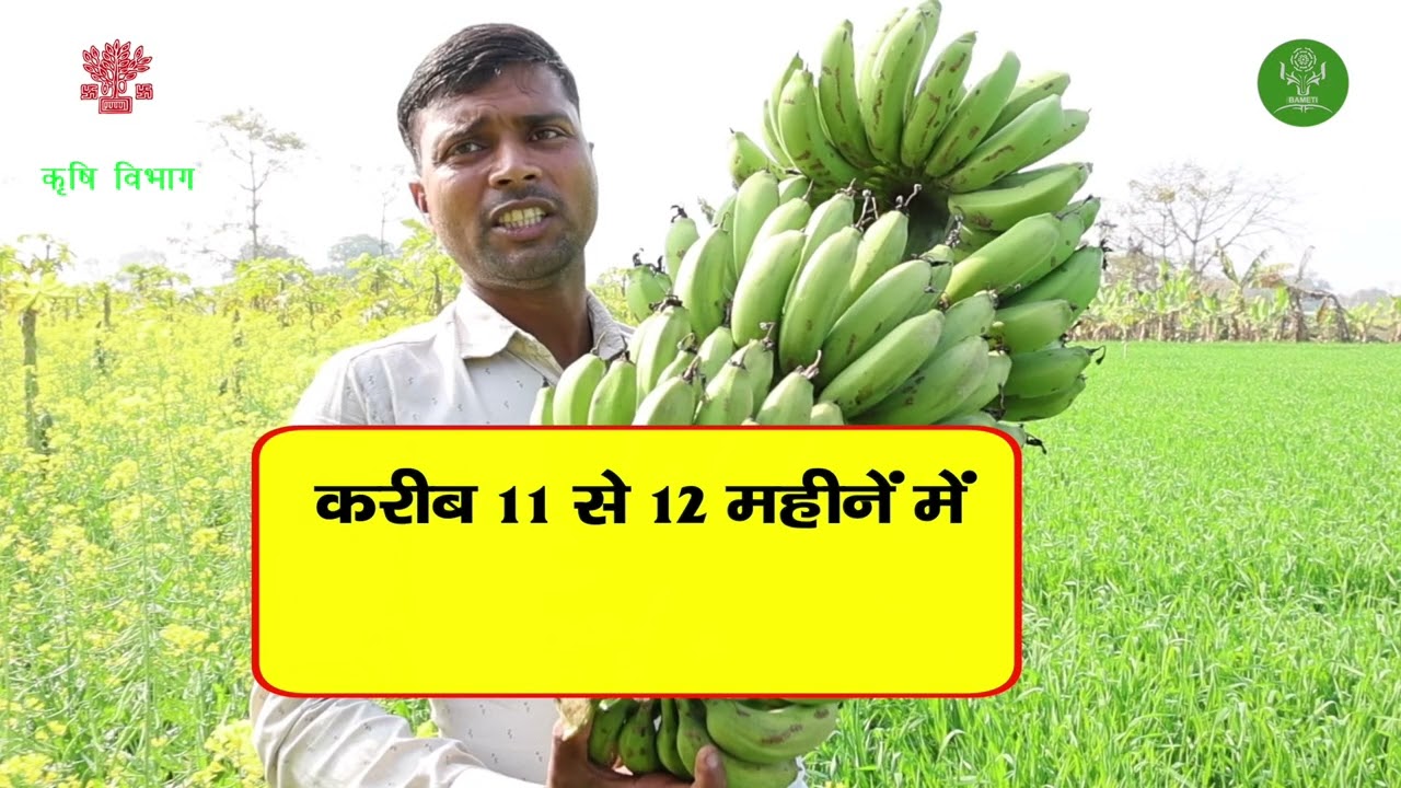 प्रखण्ड कुचायकोट में केला की खेती