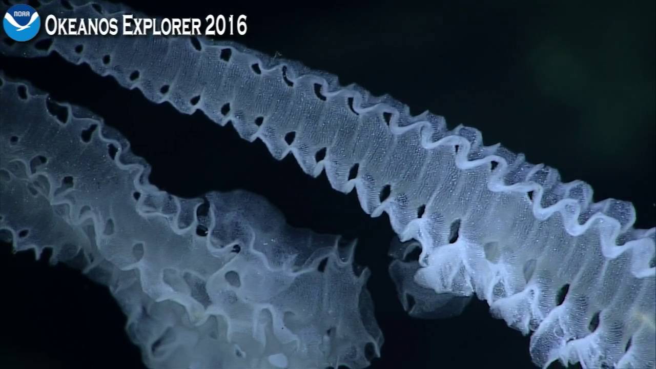 Okeanos Explorer Video Bite: A Beautiful Deep-Sea Creature
