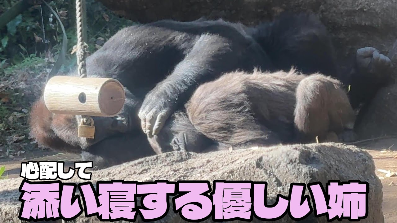 体調不良の妹を心配する姉コモモちゃんに胸が締め付けられました…【‎2025年11月29日‎】【上野動物園】ゴリラ
