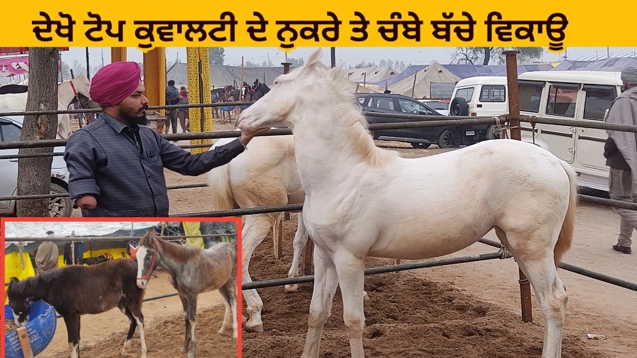 Top Quality Nukra and Chambe Baby Colt and Filly f For Sale,,, Mukatsar Mandi 2022