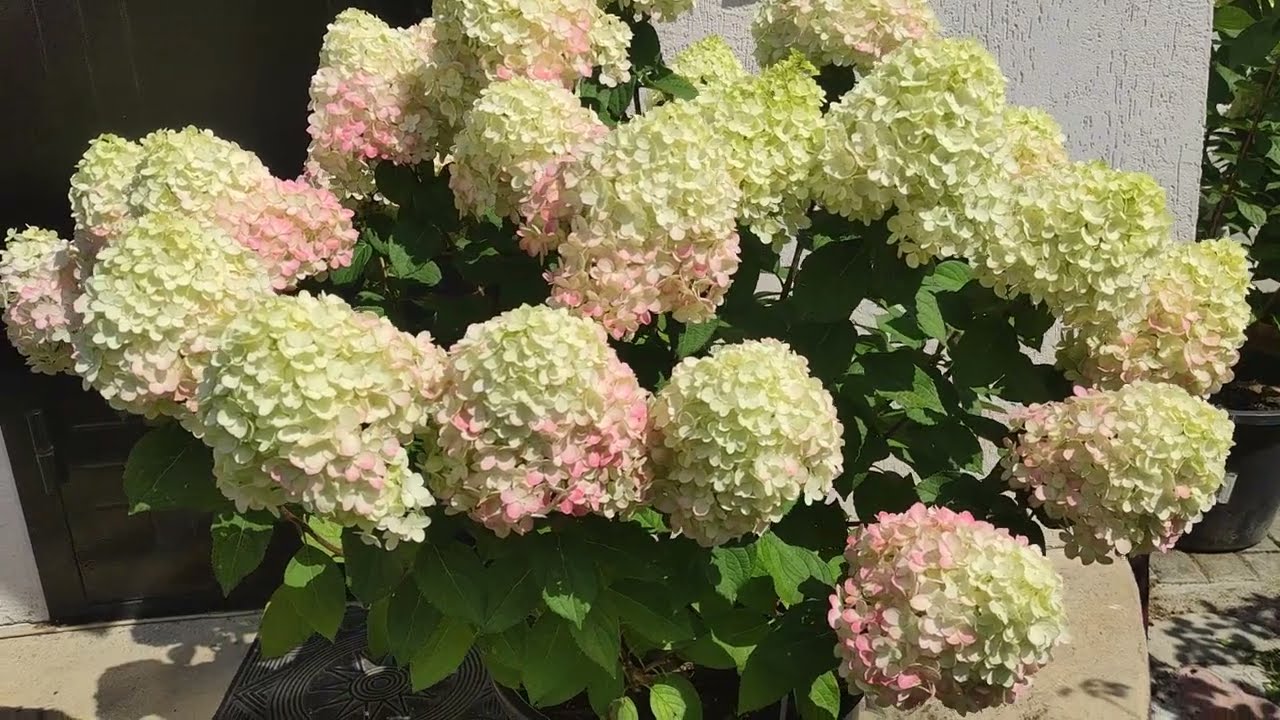 Гортензия Литл лайм Панч ❤️
