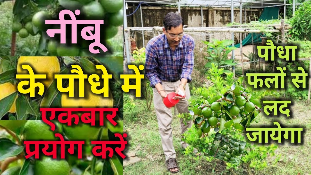 इस घरेलू नुस्खे से आपके नींबू के पौधे से एक भी फूल , फल झरेगा नहीं और पौधा नींबू से लद जायेगा Lime