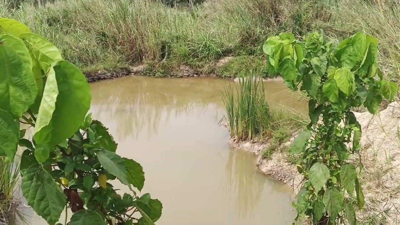 Galamsey Is Destroying Farms in Berekum West — Farmers Count Heavy Losses pt2
