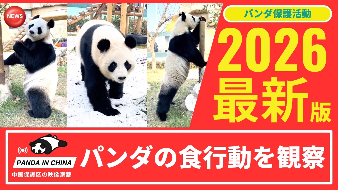 【パンダ学入門】2026年の最新パンダ研究と保護活動｜食行動から学ぶジャイアントパンダの生態【星美＆巧巧】