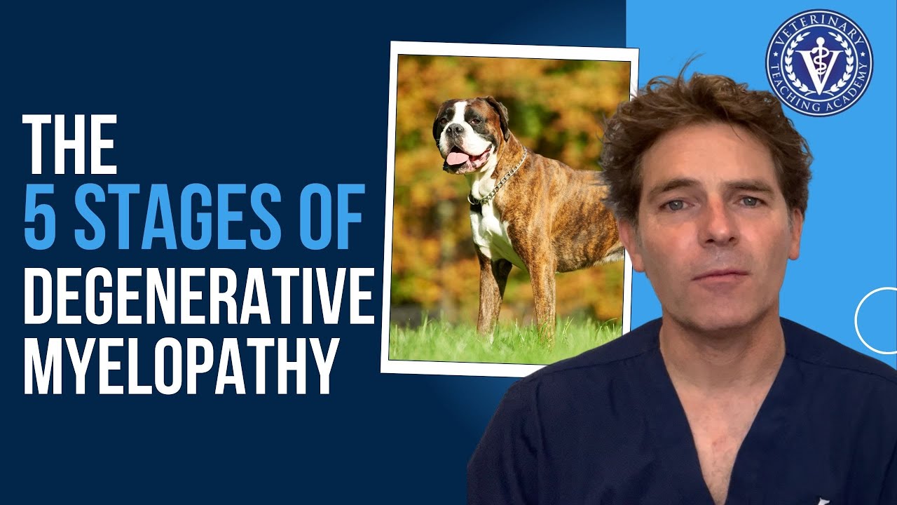 The 5 Stages of Degenerative Myelopathy in Dogs