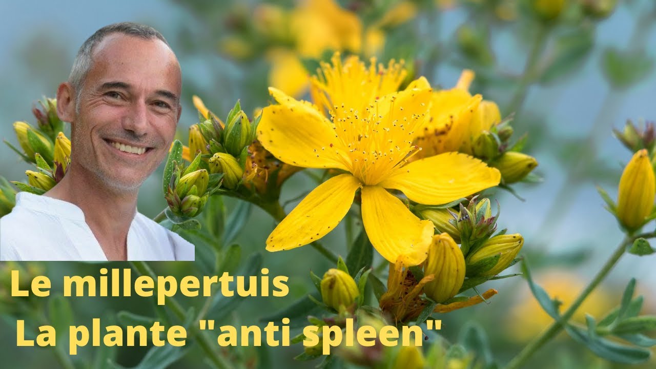 Reconnaître et utiliser le millepertuis