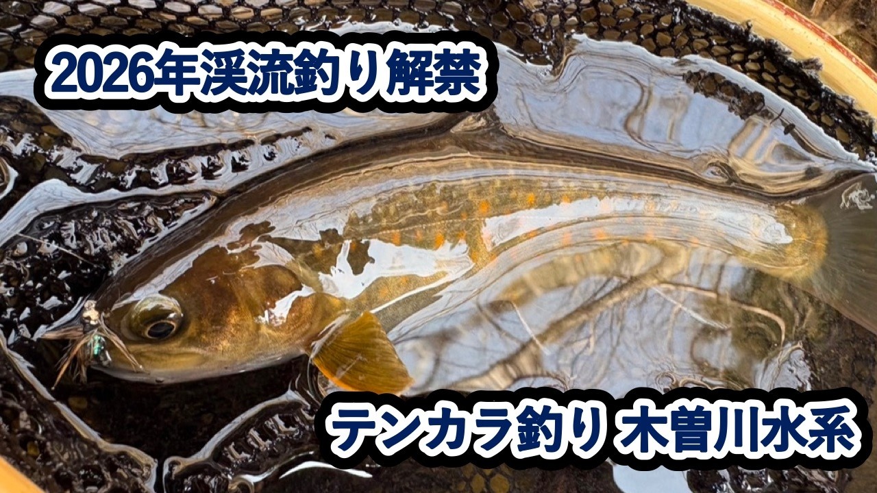 【テンカラ釣り】2026年渓流釣り解禁  目覚めたばかりの美しいイワナを求めて#テンカラ #テンカラ釣り 