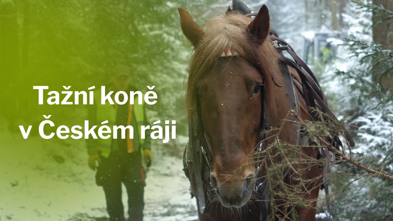 Rečkov v Česk&eacute;m r&aacute;ji: Mlad&eacute; stromky potřebuj&iacute; prostor
