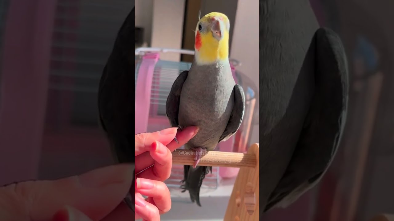 Adorable Cockatiel Larry's singing compilation is here to melt your heart! 🎶🦜 #cockatielscraze