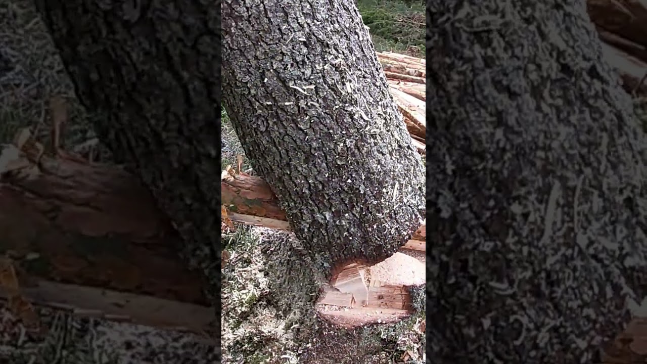 WHY IS THE HUNG-UP TREE THE MOST DANGEROUS ONE?