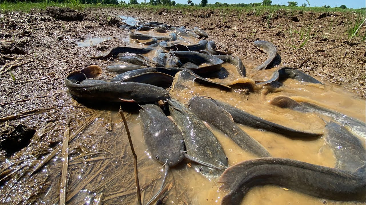 Fishing natural! fisherman catch catfish in free land at fields have a little water.