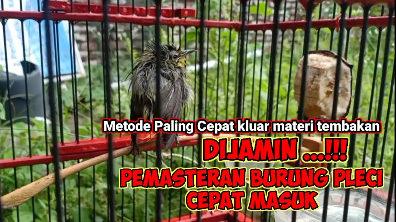 Pemasteran Burung Pleci Paling Tepat dijamin Pasti Cepat Keluar Materi