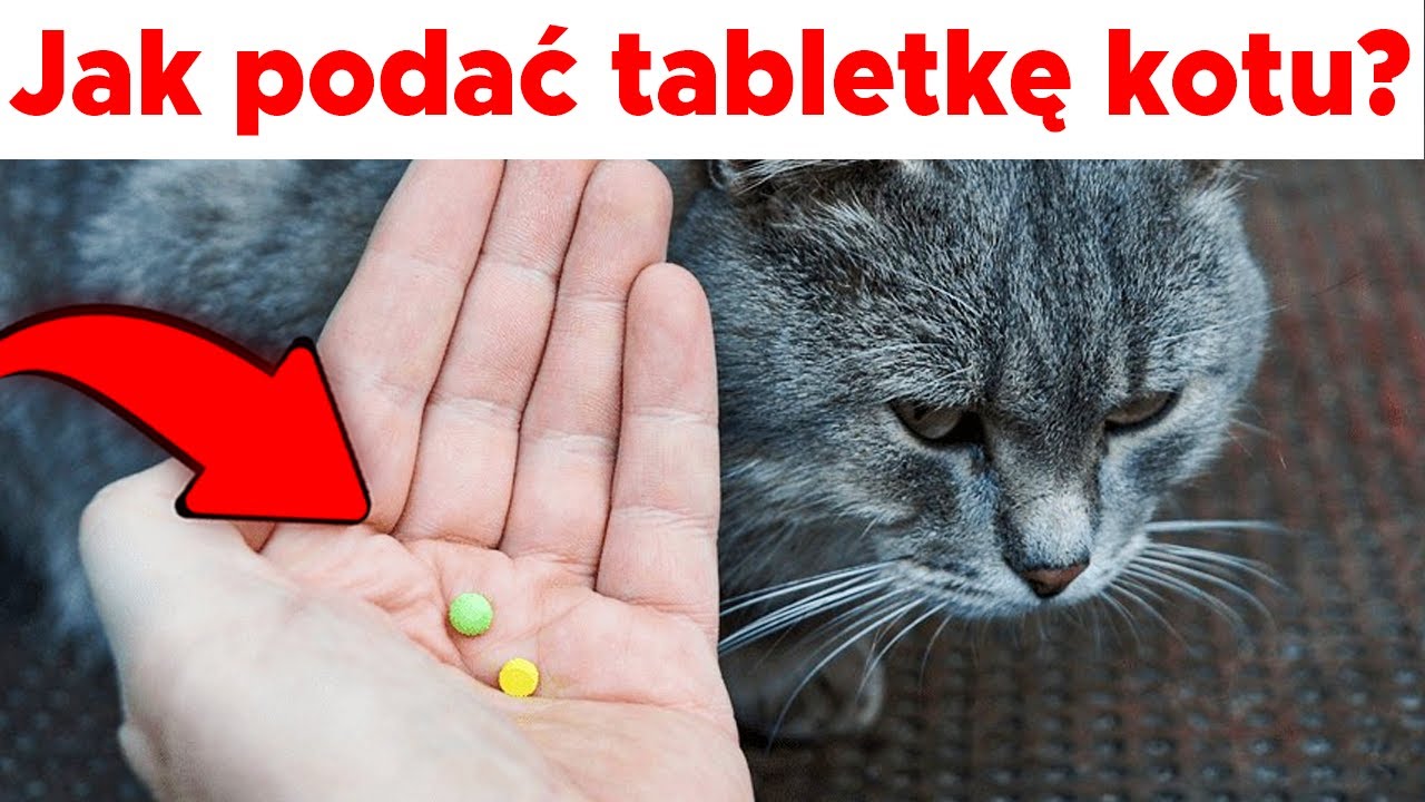 JAK PODAĆ KOTU TABLETKĘ? 5 SPOSOB&Oacute;W