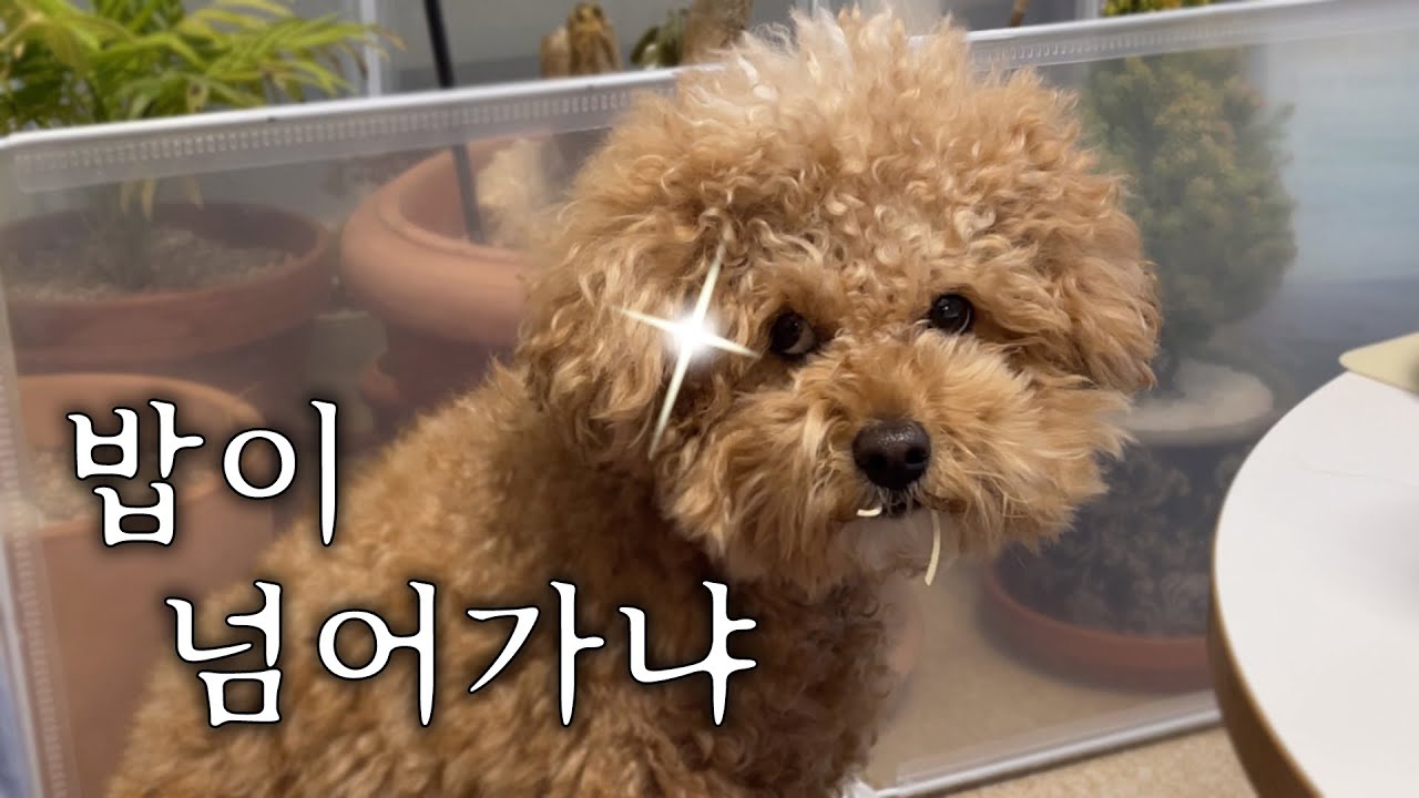 아 이래도 밥을 계속 잡수시겠다??