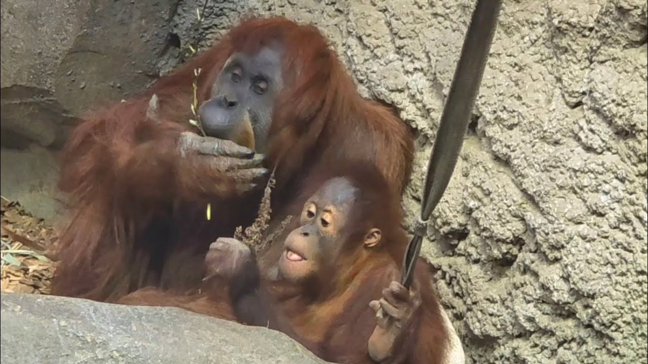 Mum and Daughter, Sumatran Orangutans 