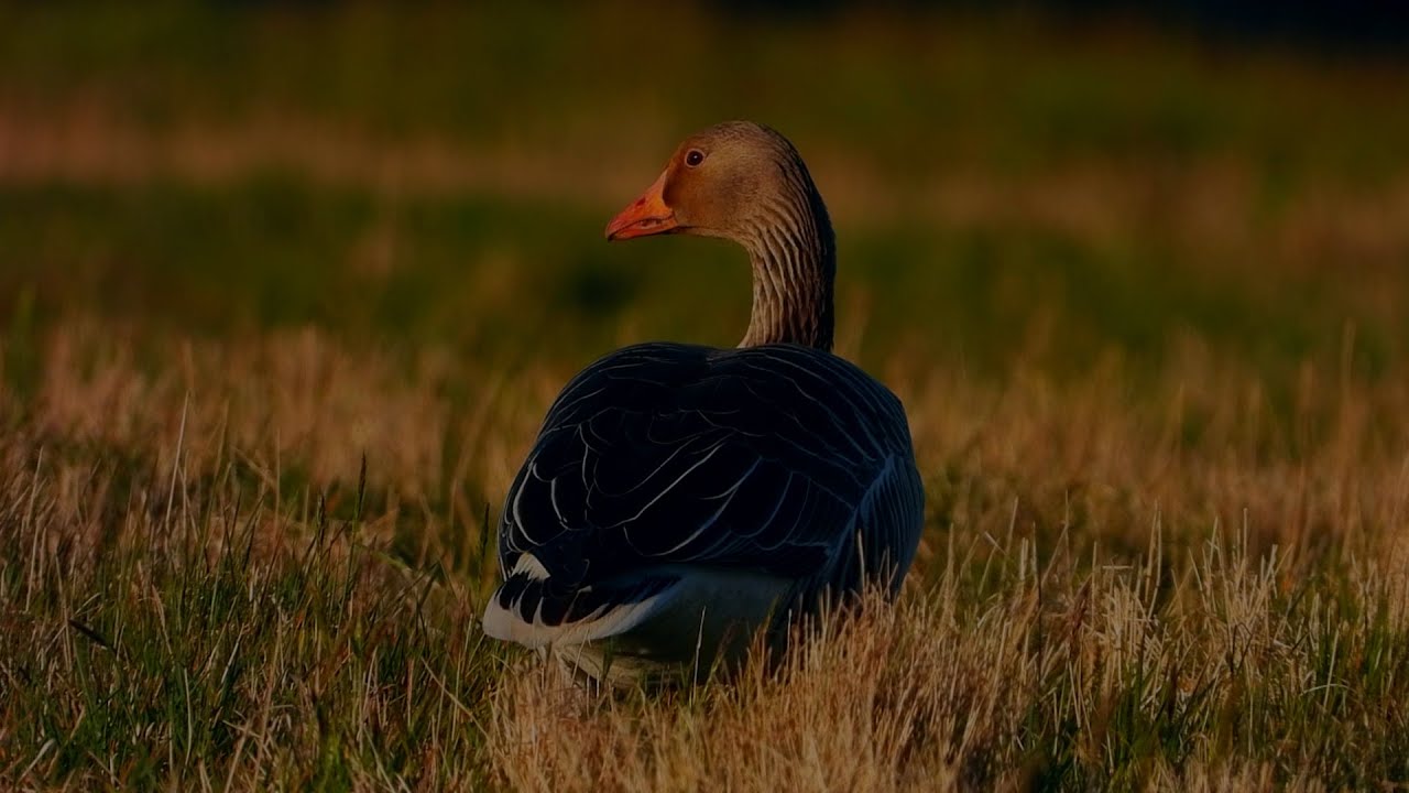Greylag goose,Gr&aring;g&aring;s,Серый гусь,L'oie cendr&eacute;e,Grauwe gans,Graugans,&Aacute;nsar com&uacute;n,Oca selvatica,Boz kaz