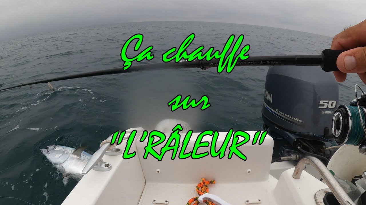 Bonites et thons en chasse devant Frontignan