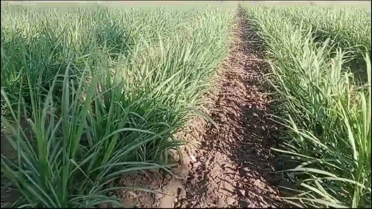 गन्ना बोने का सही तरीका ।Excellent sugarcane planting method