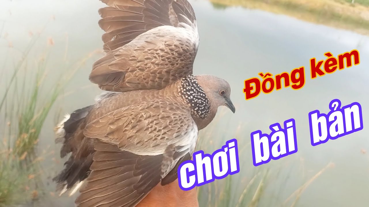 Siêu phẩm / đồng chơi đủ bài.( zalo.0334898680)
