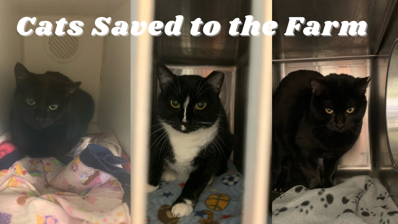 New Barn Cats Moving In | Re-Homing Feral Cats with No Future