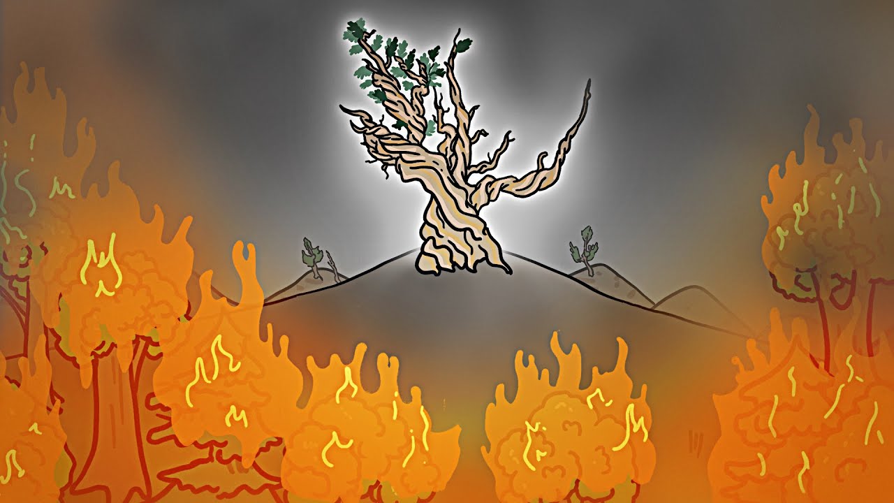 The 3 Reasons This Tree Has Lived 5000 Years