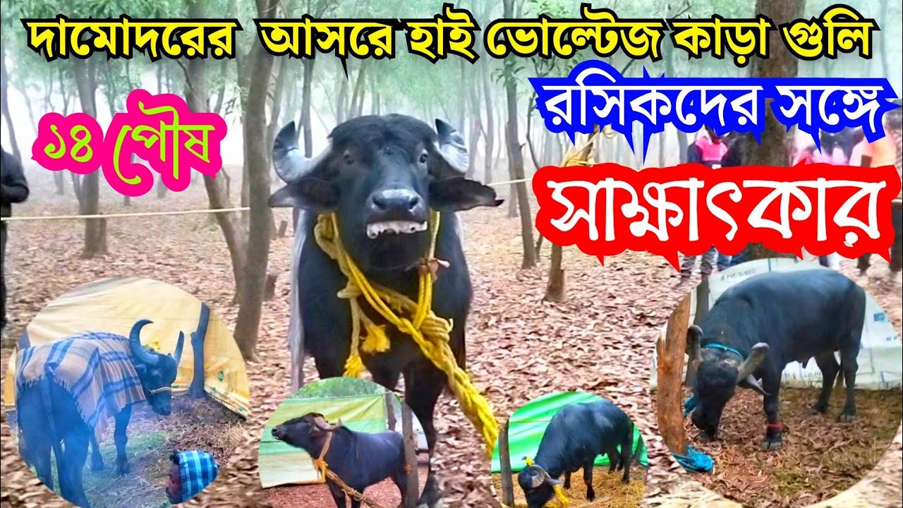 দামোদরের আসরে আগত হাই ভোল্টেজ কাড়া গুলি || Chipingdih Kara Larai || Damodar Mahato Kara Larai