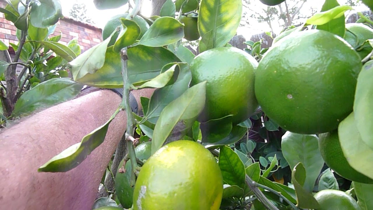 Japanese Mandarin