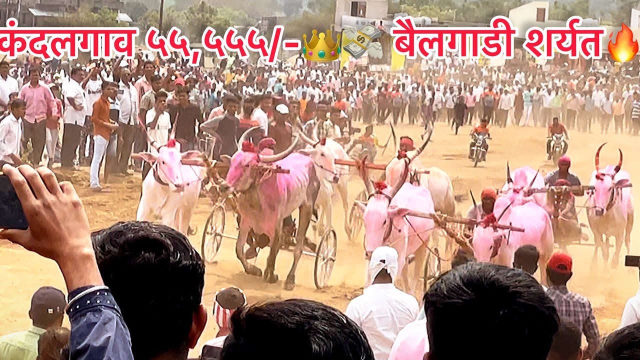 कंदलगाव बैलगाडी शर्यत ५५५५५/-💸👑बाळू हजारे चिमण्या १, बाशिंग भोवरा २🔥Kandalgaon shryat
