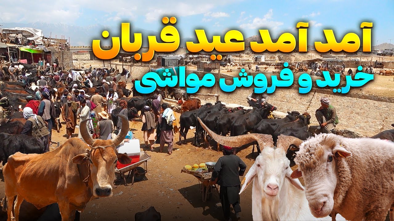 گزارش ویژه از نقاش قیمت مواشی چند شده است؟ / آمد آمد عید قربان