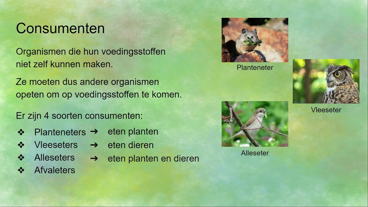 Producenten, Consumenten en Reducenten