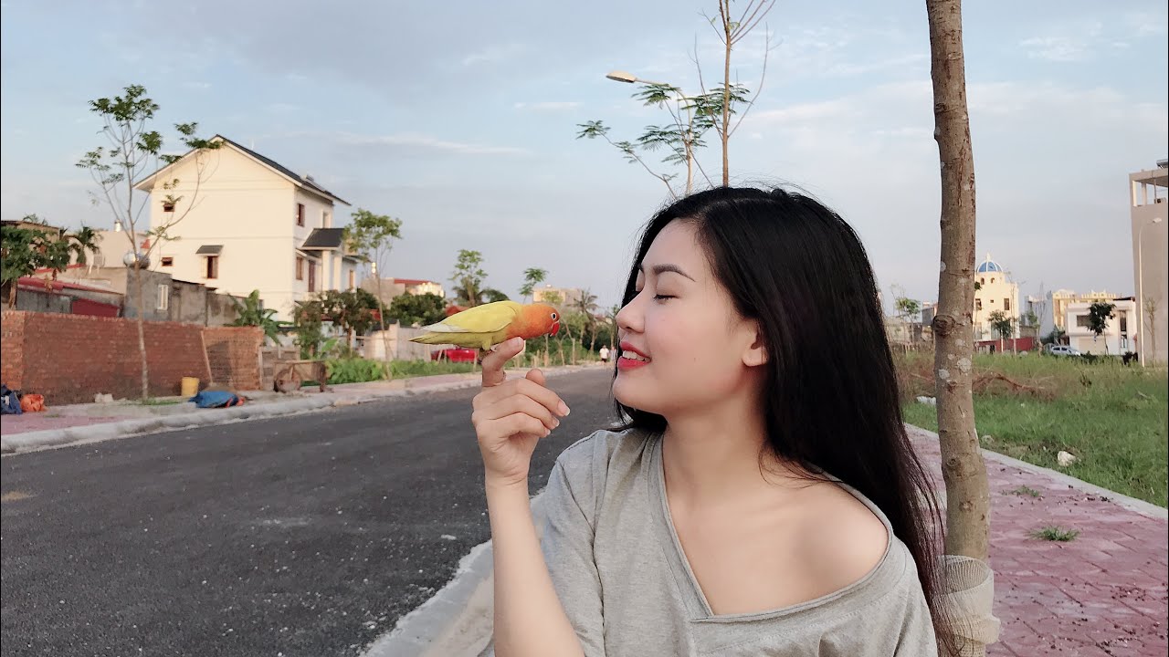 Vẹt Lovebird Tập Freefly || My Lovebird Practices Flying