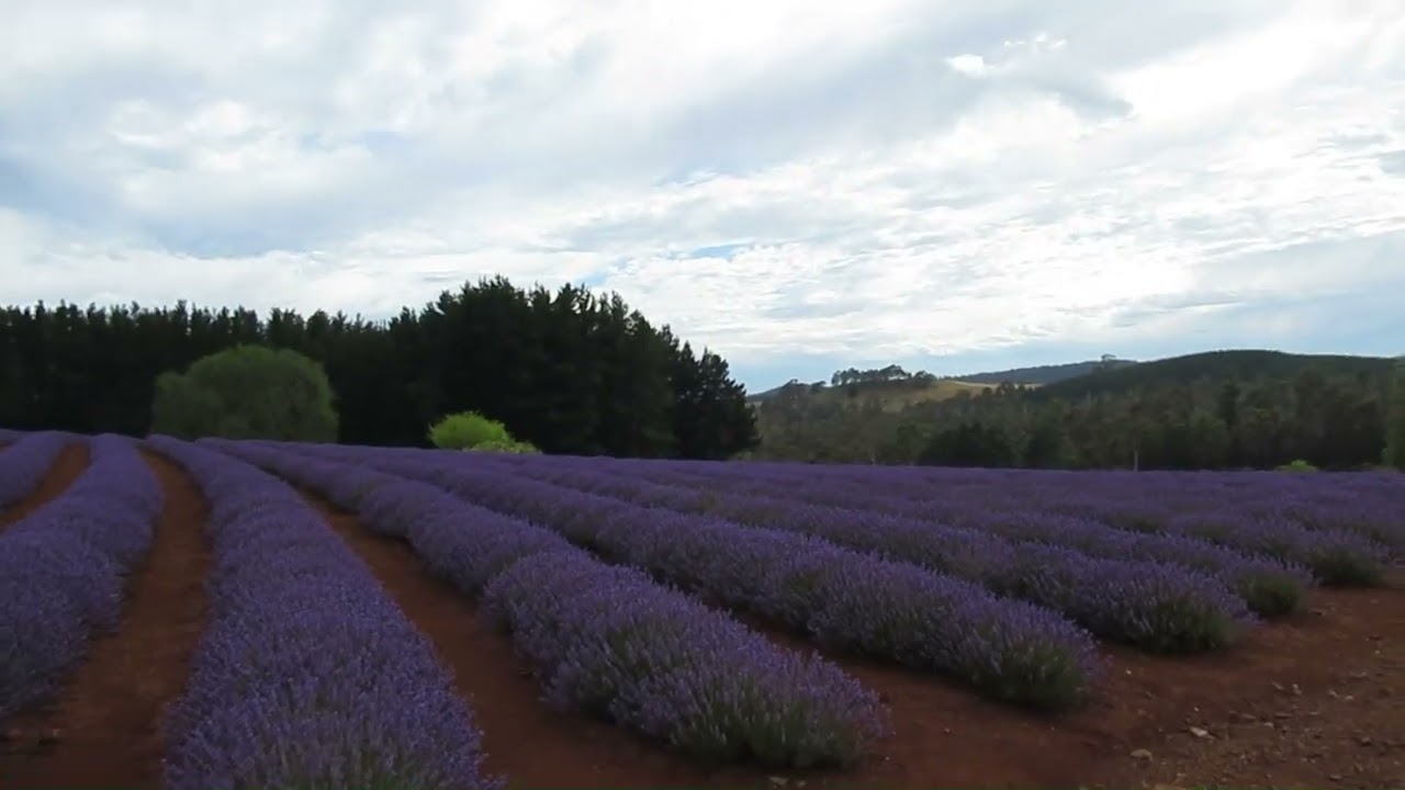 Lavender Farm Photos