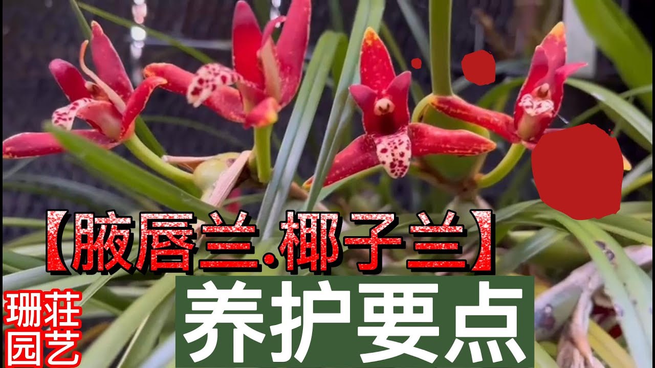 221腋唇兰 椰子兰养护要点