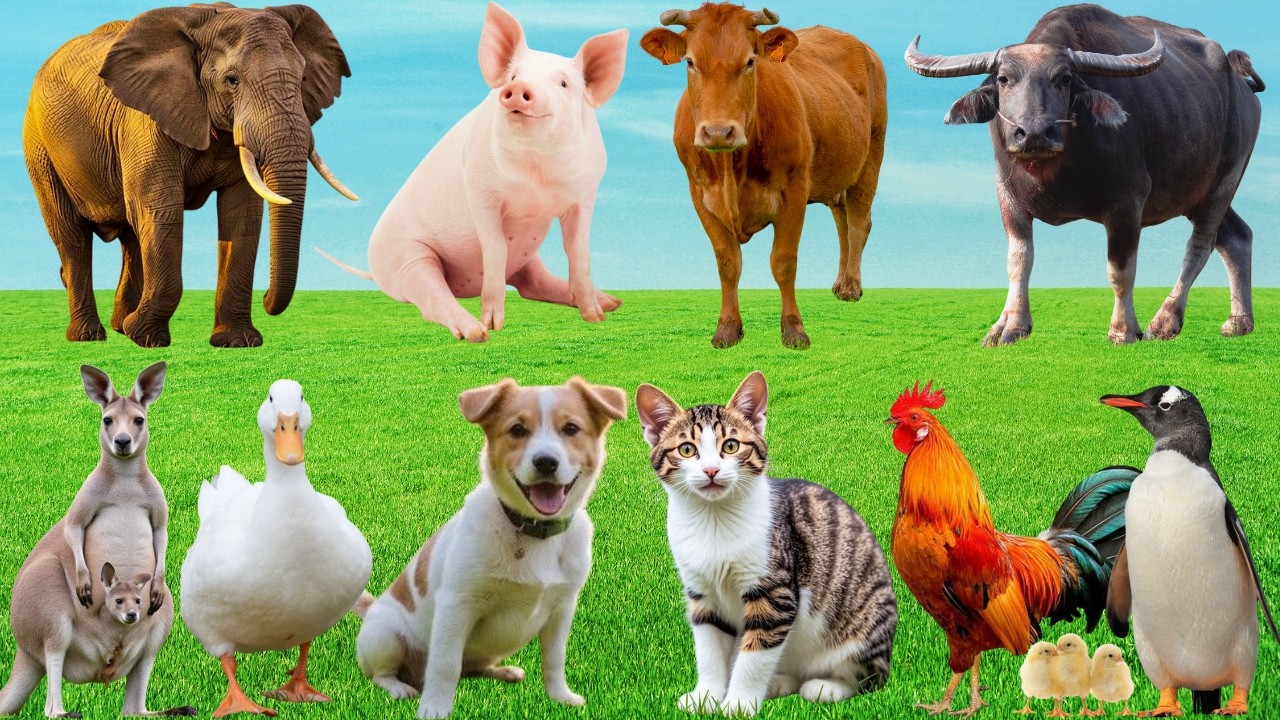 🎶Show Diễn Muôn Loài Cất Tiếng Yêu Thương – Gà, Bò, Dê & Mèo Hát Vang Bản Nhạc Cực Vui | Animals🐓🐮🐶🐱
