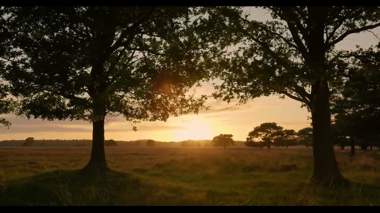 산속 노을과 함께 부는 바람🏔️🌅 │풀잎 위의 밤