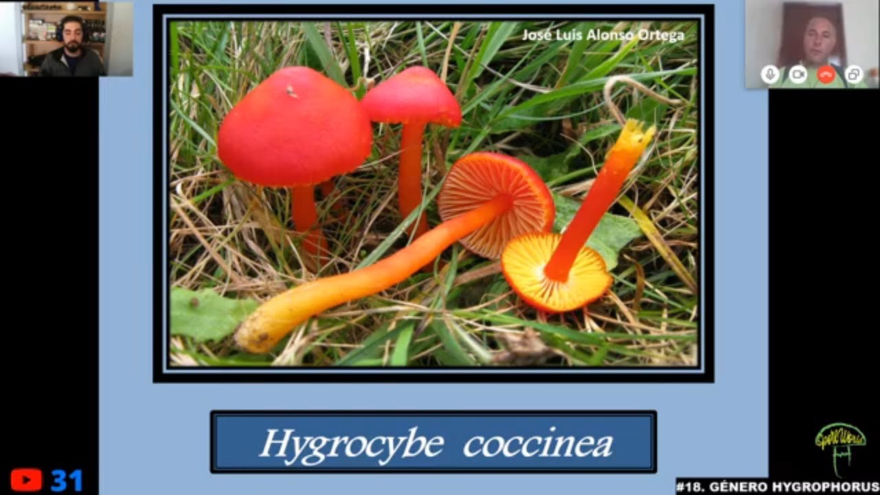 #18.🔺 GÉNEROS HYGROPHORUS E HYGROCYBE 🌳🌳🌳