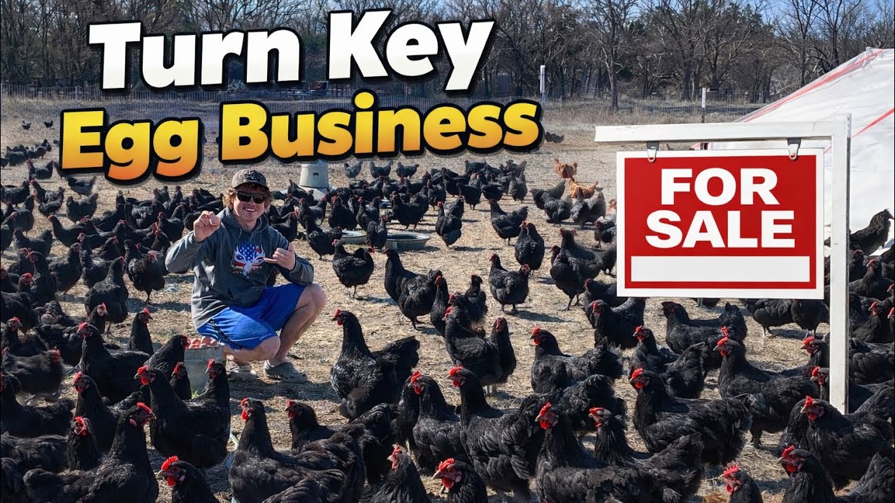 Куры на продажу!!