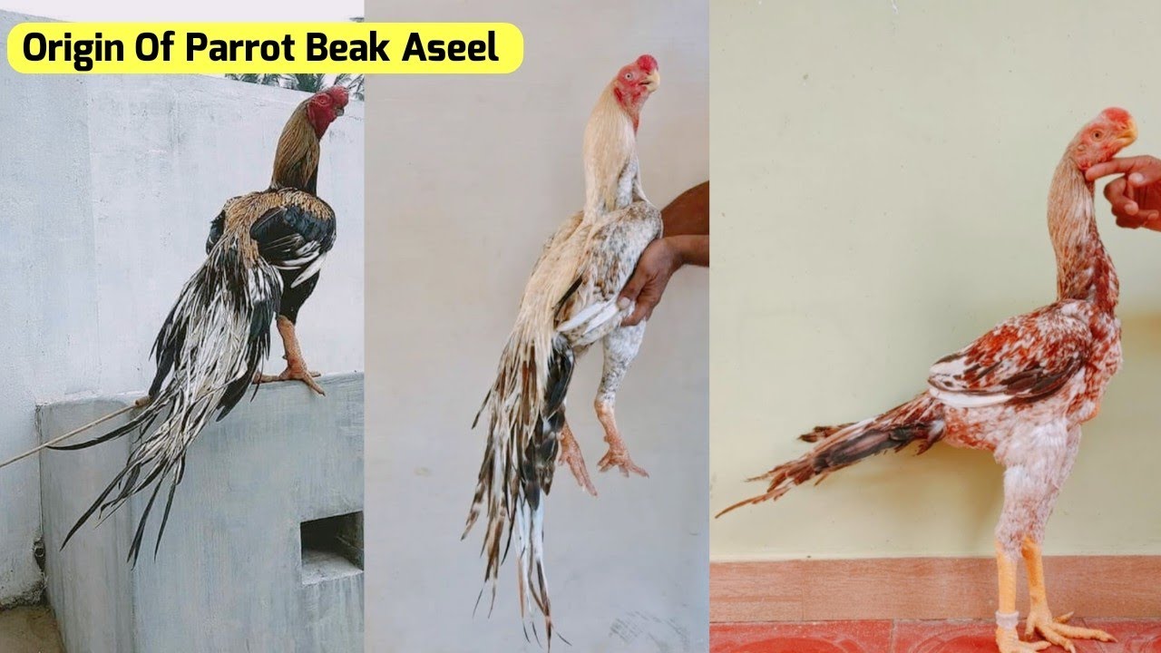 Origin Of Parrot Beak Aseel