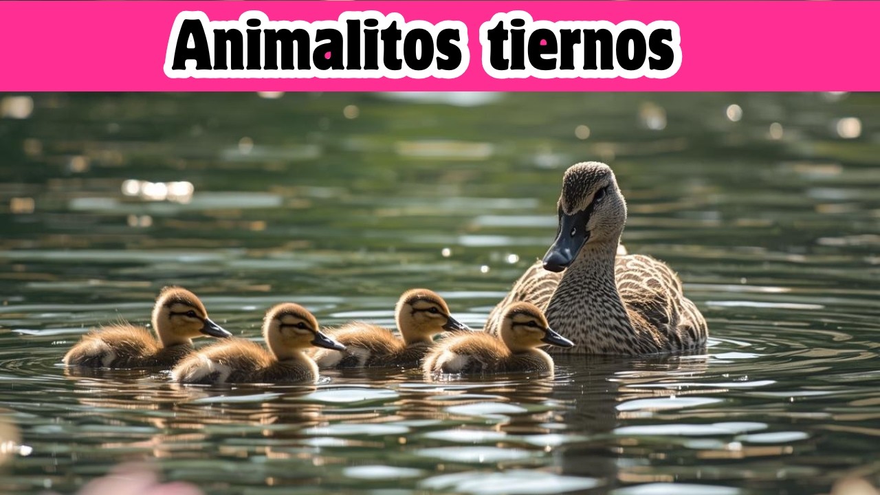 Animalitos tiernos para niños #animalitos #animalestiernos #animales #animalesparaniños