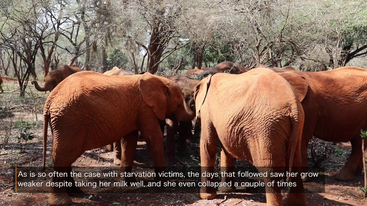 Sagala's Rescue | Sheldrick Trust