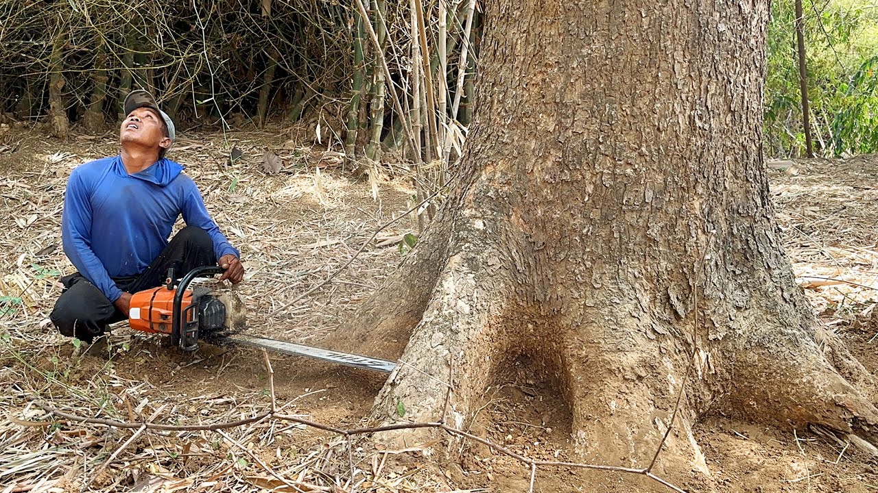 Lots of Problems ‼️ Cut down 2 big trees in the bamboo grove.