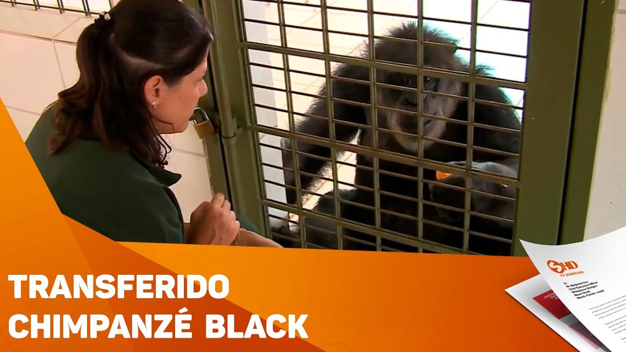 Chimpanzé Black é transferido para o Santuário dos Primatas - TV SOROCABA/SBT