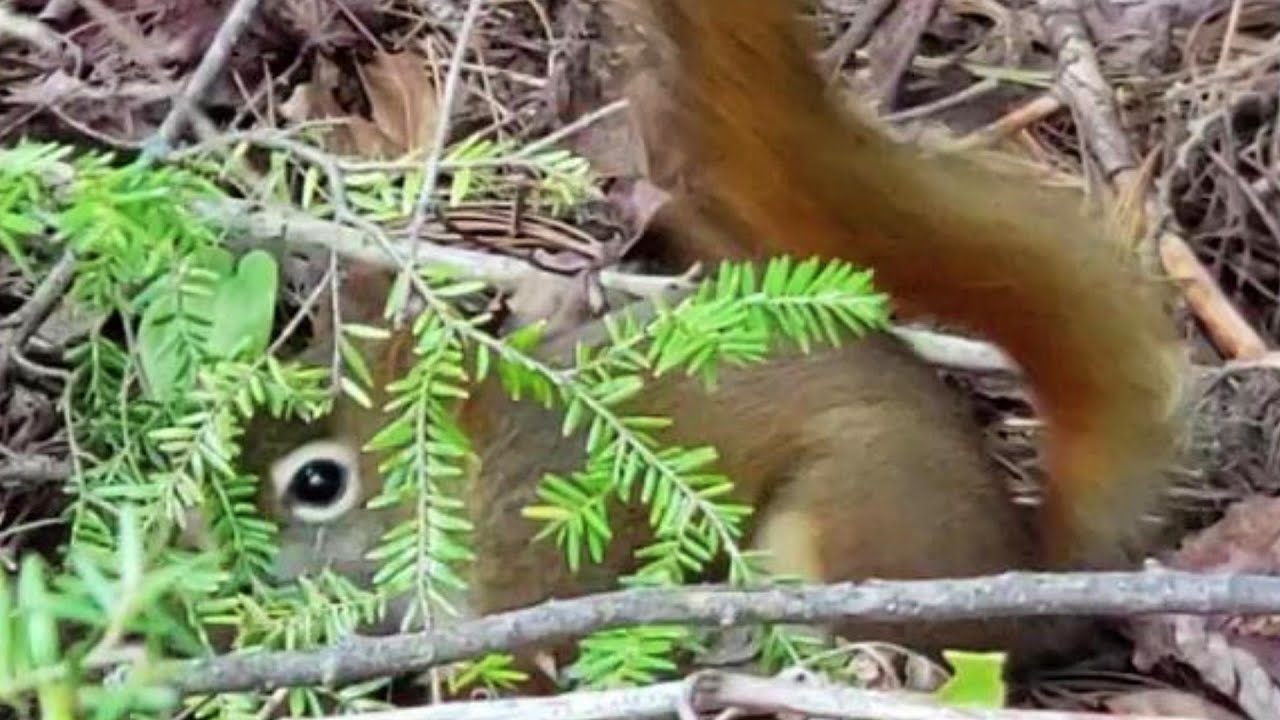 맨날 청설모에게 집 털리는 다람쥐 월리 Unique White Tail Squirrel Robbing Chipmunk House