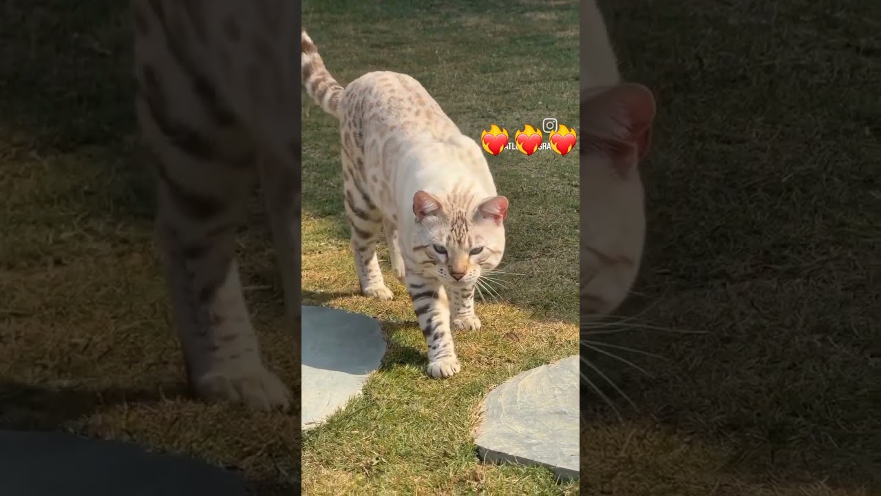 new funny cat videos 2024 