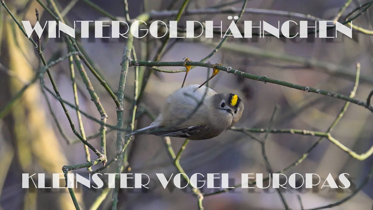WINTERGOLDHÄHNCHEN - GOLDCREST - REGULUS REGULUS - KLEINSTER VOGEL EUROPAS / SMALLEST BIRD IN EUROPE