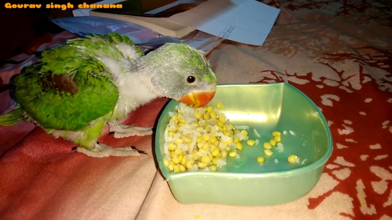 Alexander parrot Growth Day by Day | parrot growth from birth to getting young | Part 1