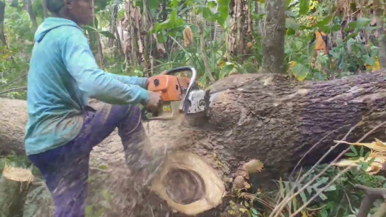 Mantap‼️Tebang pohon trembesi Di samping kandang kambing#stihl #chainsawstihl #cutting #Mryanto