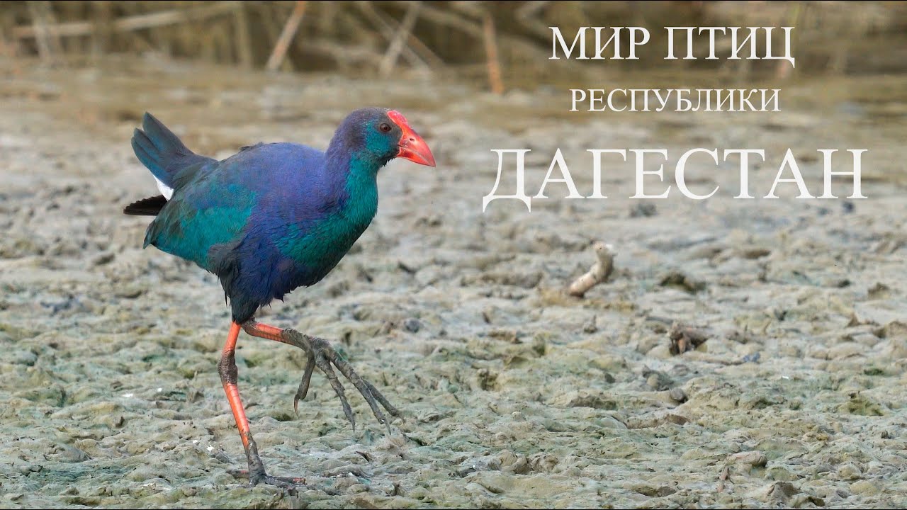 Птицы Республики Дагестан